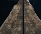 Oregon Petrified Oak Wood Bookends - Tall, Wide #7614-1